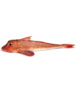 Gurnard Gilled & Gutted Per Kg/Fresh 