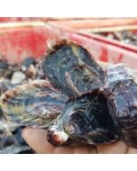 Pacific Oysters Marlborough Whole in Shell  (Dozen)/Fresh - SUBJECT TO PREORDERS