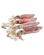 Squid Loligo Whole Round 1kg Pack/Frozen