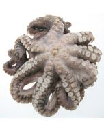 Octopus Whole NZ (Ungraded) Per 1kg/Frozen