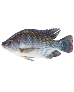 Black Tilapia Whole 1kg/Frozen