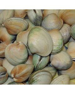 Clams Little Neck Whole in Shell 5kg/Fresh 