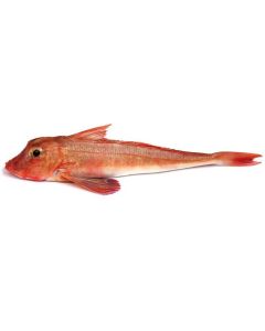 Gurnard Gilled & Gutted Per Kg/Fresh 