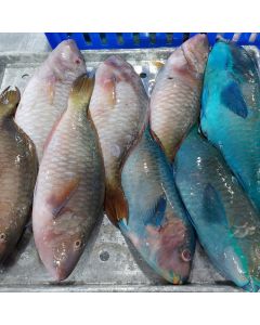 Parrotfish Whole (800g-1kg) Per 1kg/Frozen