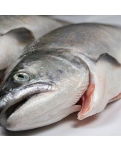 Salmon Mt Cook Gilled & Gutted (1.5-2.6kg each)/Fresh - MAY BE SUBJECT TO PRE-ORDERING