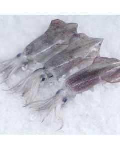 Squid NZ Arrow Baby Whole Round 1kg/Frozen 