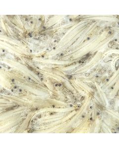 Whitebait Wairau Half Pound Pack/Frozen 