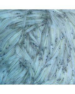 Whitebait Motueka River 1lb Pack/Frozen